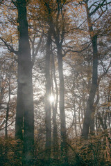 Fototapeta premium Bush forest landscape, tierra del fuego, argentina