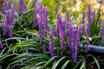 Selective focus of blue Lily turf flower in the garden, Liriope muscari is a species of flowering...