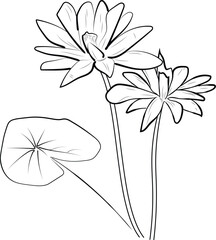 Flower coloring page and books, monochrome vector sketch, bellflower sketch, waterlily vector, floral background with lotus natural leaf collection, illustration pencil art flower, bellflowe drawing