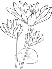 Waterlily flower coloring book hand drawn botanical spring elements bouquet of waterlily line art, coloring page, vector sketch, artistic simplicity doodle art, Easy waterlily flower drawing