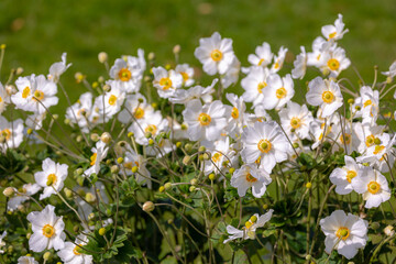 Selective focus of flower in the garden with green leaves, Anemone hupehensis (commonly known as the Chinese or Japanese anemone) have yellow stamens and white petals, Nature floral pattern background