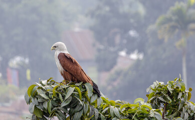 Brahminy kite bird is sitting on a tree branch, and waiting for prey. Haliastur indus is a carnivore bird that eats fish, shrimp, crabs, chicks, and small mammals. 