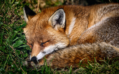 Beautiful red fox on the blurry background during the daytime