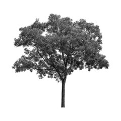 Tree isolated on transparent background PNG format.