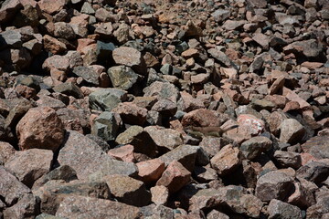 Marten in the stones