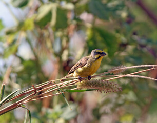 petite mésange en plein chant