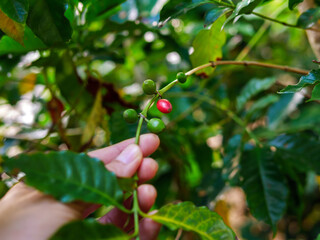 harvesting coffee berries by agriculturist hands, red coffee beans ripening in hand farmer, fresh coffee, red berry branch, agriculture on coffee tree