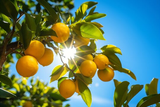 Ripe organic yellow lemons on citrus branches with green leaves in a sunny fruit garden