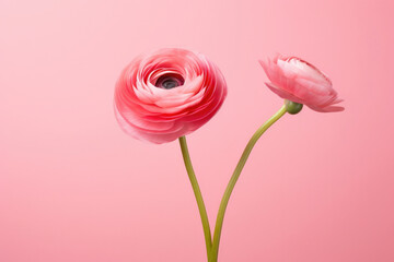 Romantic beauty flower pink floral background blossom plant nature blooming fresh spring ranunculus