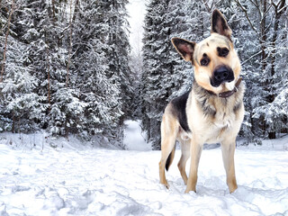 Dog German Shepherd in a forest or in a park in a winter day and white snow arround. Waiting eastern European dog veo and white snow