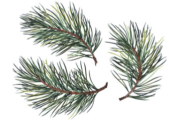 Pine branches. Watercolor illustration isolated on white background.