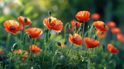 red poppy flower on field in summer season - obrazy, fototapety, plakaty
