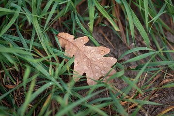 Brown oak leaf in grass. Bright autumn leaf in water drops after the rain in grass, fall concept