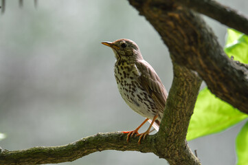 Thrash brown bird on the branch 