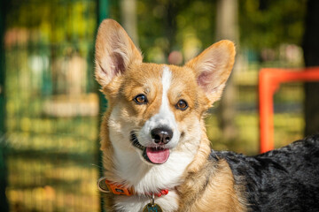 Portrait of a cute tricolor corgi in the park in the autumn sun