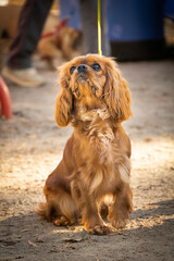 Portrait of a cute chocolate spaniel cavalier retriever at the dog park in autumn