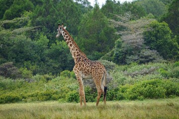 african wilderness, giraffe