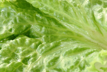 close up of fresh lettuce vegetable salad with drop of water background and texture