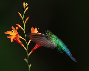 Fiery-throated Hummingbird, Panterpe insignis, flying next to flower, Costa Rica. Wildlife flight action scene from tropical forest.
