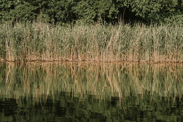 reeds in the lake