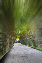 Peaceful bamboo covered walkway through the Wangjianglou Park in Chengdu