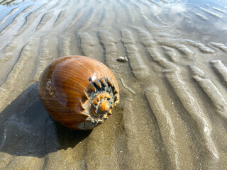 A sundial sea shell was washed toward the shore. close up