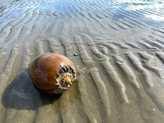 A sundial sea shell was washed toward the shore. close up