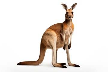 Fototapeta premium Kangaroo isolated on a white background