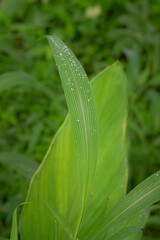 Green leaves of Setaria palmifolia or palmgrass with dew droplets on it