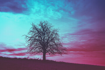 Fototapeta na wymiar Lonely tree in the field against sunset sky