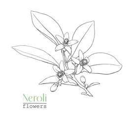 Flowering branch Neroli Citrus flowers twig. Line art Hand drawn vector botanical illustration for design logo brending. Cosmetic, perfumery and medicinal plant	