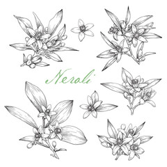 Set Blooming twig Neroli flowers. Citrus flowering branch. Hand drawn vector botanical illustration for design logo brending. Cosmetic, perfumery medicinal plant