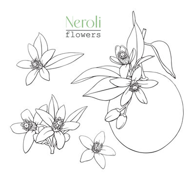 Line art Set Blooming twig orange and flowers Neroli. Citrus branch. Hand drawn vector botanical illustration. Cosmetic, perfumery medicinal plant	