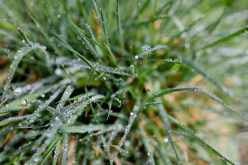 Lush green grass with drops of frozen dew