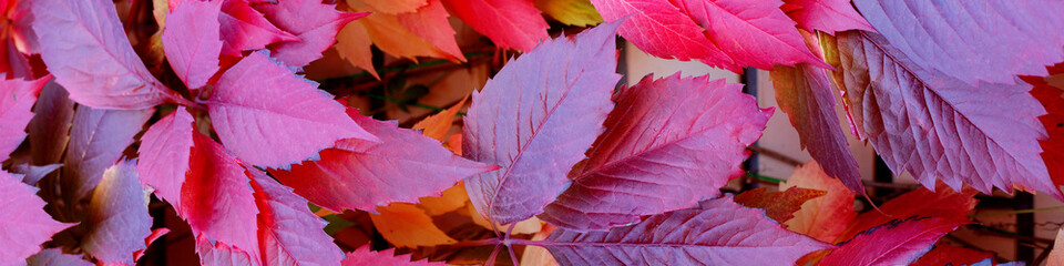 Banner fivepetalled red leaves of wild grapes