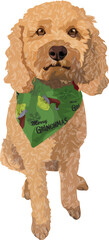 Dog of Goldendoodle breed with green Christmas shawl, full body. Vector illustration