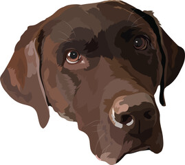 Vector portrait, illustration of a brown, chocolate dog of the Labrador retriever breed