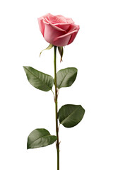 a rose in transparent background