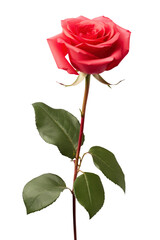 a rose in transparent background