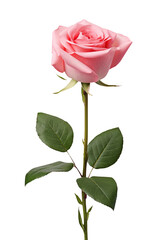 a rose in transparent background