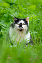Naklejka na ściany i meble Cat in the grass