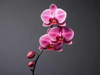 Obraz premium Orchid flower in studio background, single orchid flower, Beautiful flower images