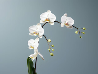 Orchid flower in studio background, single orchid flower, Beautiful flower images