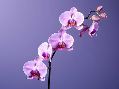 Orchid flower in studio background, single orchid flower, Beautiful flower images