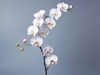 Fototapeta premium Orchid flower in studio background, single orchid flower, Beautiful flower images