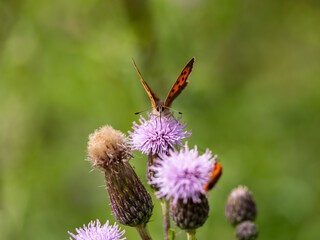 Small Copper Butterfly Feeding on Creeping Thistle