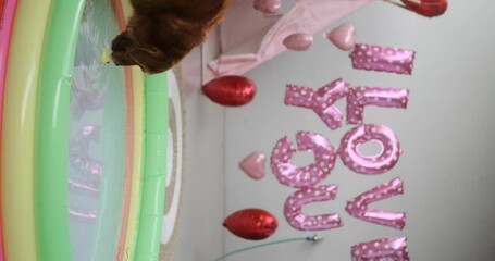 Vertical video of a Golden Retriever dog rescuing a small yellow toy duck from an inflatable pool. On the background are inflatable balloons for Valentines Day with the inscription I love you. - Powered by Adobe