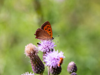 Small Copper Butterfly Feeding on Creeping Thistle