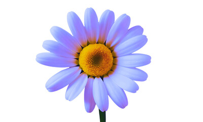 Naklejka premium camomile flower