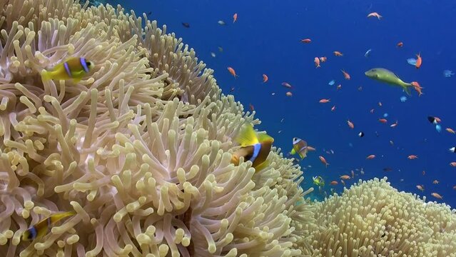 Sea anemone and clownfish exhibit impressive camaraderie. Clown fish and sea anemone forge impressive partnership in underwater ocean.